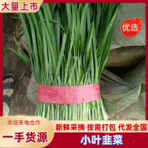 聊城东昌府区韭菜平韭6号韭菜大量上市质量好价格低