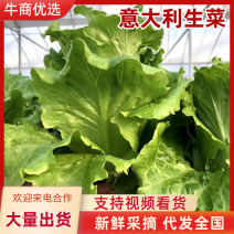 河南生菜意大利生菜无土无虫眼无黄叶净菜上车按需分拣打包装