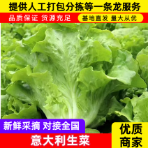 精品生菜意大利5-6两散叶生菜视频看货欢迎采购