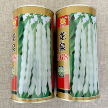 龙泉968豆角种子芸豆白不老九粒白豆角无丝无筋豆种籽