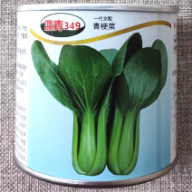 瀛青349杂交青梗菜种子耐热耐寒叶色浓绿优质高产四季播