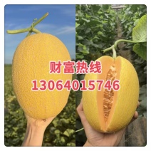 山东济南精品黄皮哈密瓜黄金蜜品种齐全品质好价格低发市场