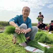 精品茴香现摘现发一手货源量大按要求分拣打包发全国