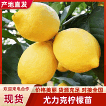 【牛】潼南尤克力柠檬苗，优质柠檬苗，成活率高技术指导