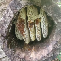 百花香蜂蜜农副食品农家百花蜜云南蜂蜜批发价格实惠欢迎联系