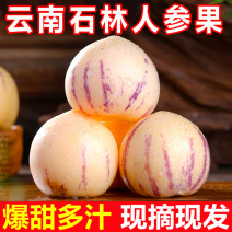 云南石林人参果当季新鲜孕妇爆甜水果一件代发