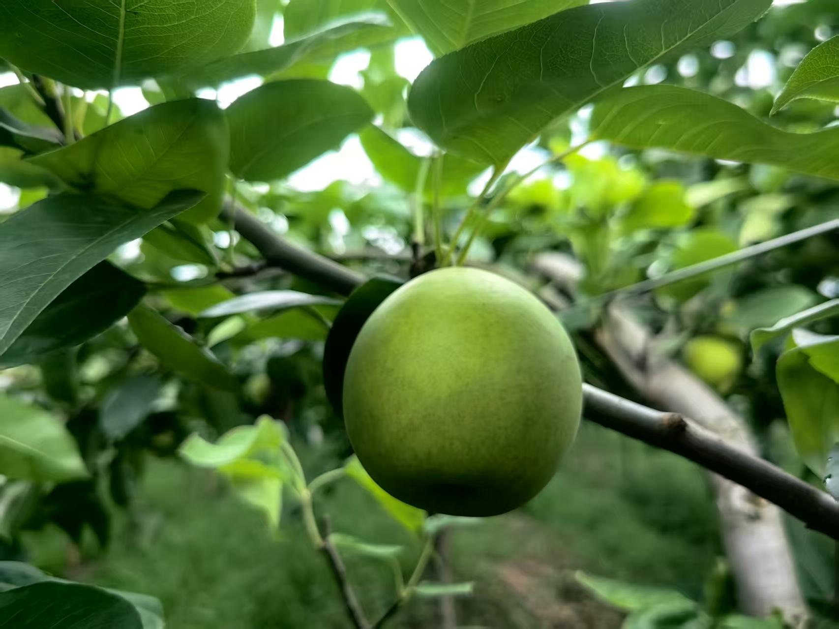 翠冠梨夏季拉枝与摘心操作示意图