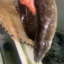 海南水库淡水花鳗鱼量大质优鲜活产品保质保量欢迎咨询