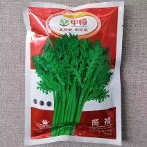 中禧茼禧光杆茼蒿种子生长快纤维少鲜嫩清香叶片肥厚光滑