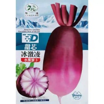 水果萝卜种子甜芯冰激凌甜脆多汁杂交紫红皮秋季甜美水果萝卜