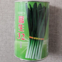 富生32韭菜种子不休眠耐热耐寒种籽高产抗病茎秆粗壮宽叶