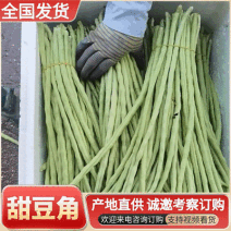 甜豆角/广西豆角&青条豆角&豇豆角/现摘现发量大从优全国发