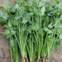 香菜大量出售产地直发.价格美丽对接全国欢迎老板采购