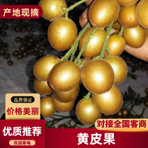 贵妃黄皮果基地直发品质保证诚信经营欢迎来电