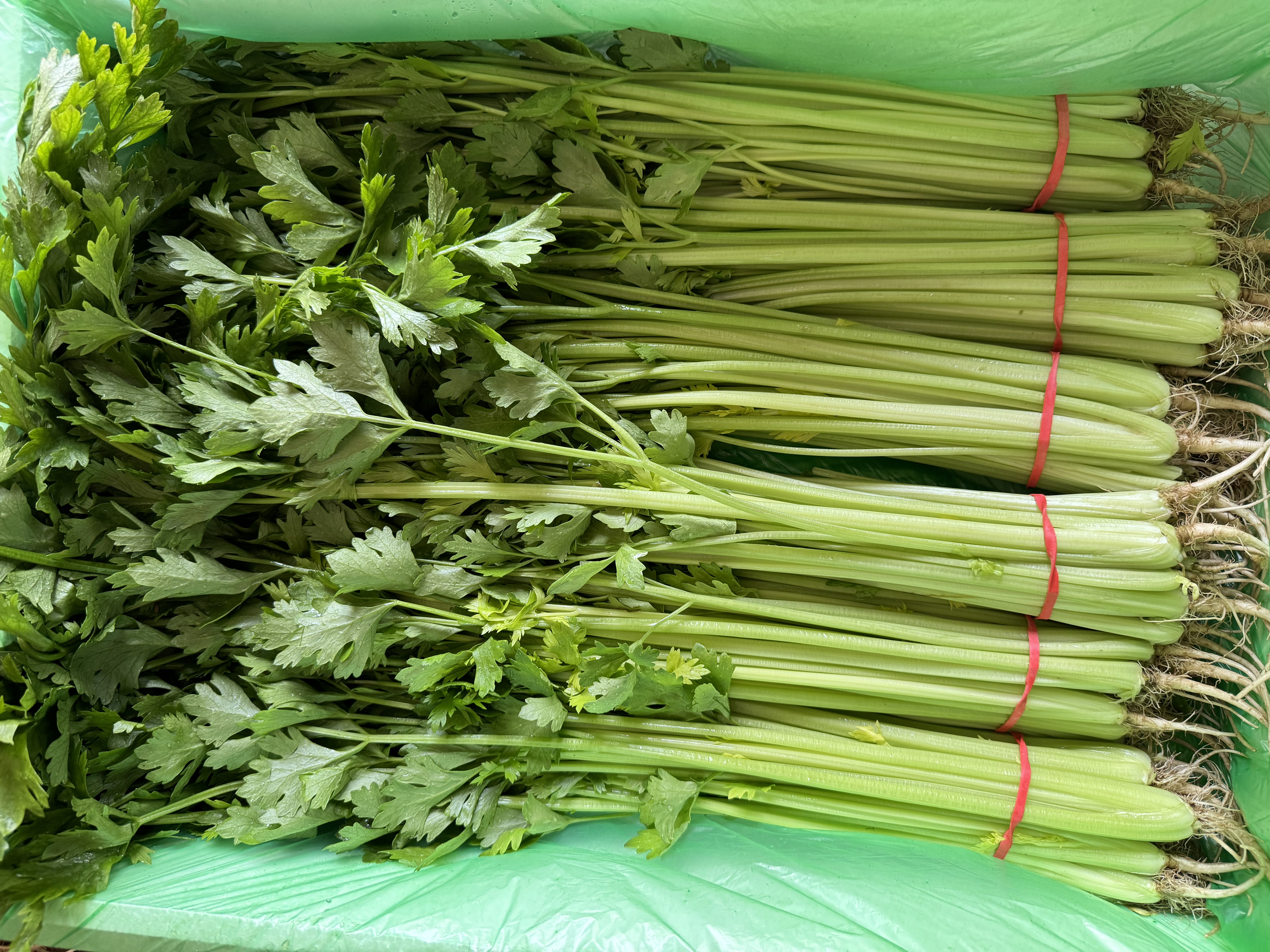 芹菜冷冻保存前后对比图