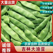 吉林公主岭陆地大油豆大量上市，质量好价格合理，可供全国
