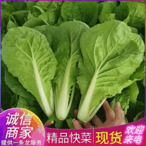 《奶白菜》安徽阜阳太和县产地直供/常年有货全国发货
