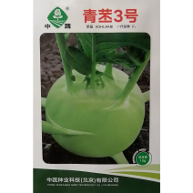 中蔬青丕3号青丕蓝种子农科院早熟高产水果丕兰种籽品质优良