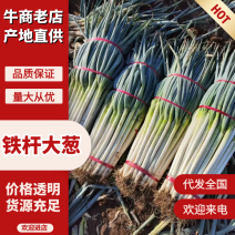 【河北大葱批发】大葱-铁杆大葱论价随行就市诚信经营