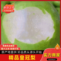 皇冠梨光果，皮薄肉细。支持商超市场，保质保量代发全国
