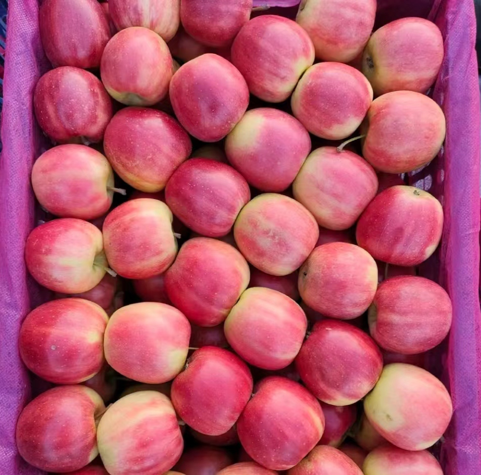 嘎啦苹果果蒂对比图