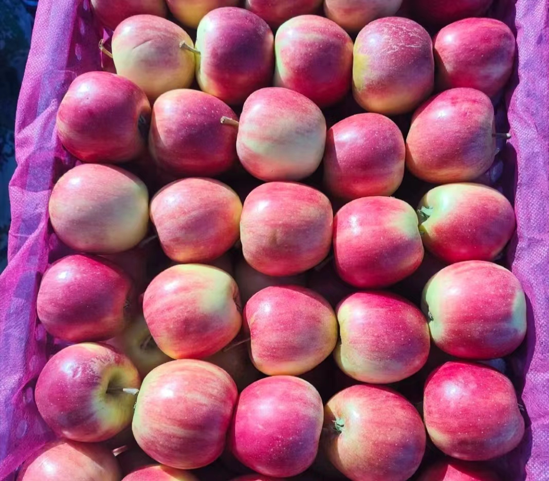 嘎啦果苹果新鲜展示