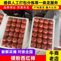 【实力推荐】河北口感西红柿硬粉西红柿可视频看货