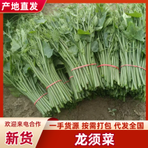 【新鲜直达】优质龙须菜严格品控筛选品质保障欢迎咨询
