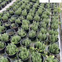 基地出售迷迭香工程苗迷迭香杯苗盆苗批发量大价优