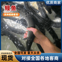 鳗鱼基地直发价格美丽代发全国欢迎来电质询