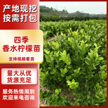 四季香水柠檬苗精品广东香水柠檬苗品种纯正质量保证