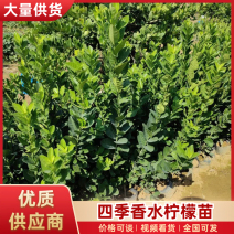 四季香水柠檬苗广东四季无籽香水柠檬苗苗场直发提供技术
