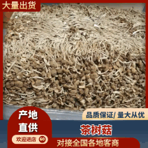 精品茶树菇当年新货小帽不开伞量大从优全国可发