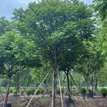 各规格麻楝供应