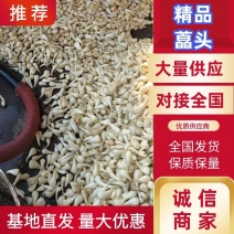 优精品藠头湖南岳阳产地直发量大从优欢迎致电详谈