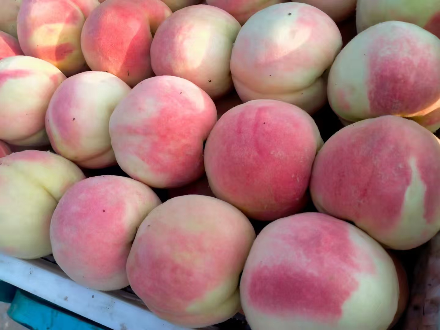 高清微距镜头拍摄:左侧为完全成熟的红不软桃果肉横切面,呈现淡橙红色、质地致密、可见细微纤维束;右侧为同期采摘的沙红蜜桃果肉,呈粉嫩色、多汁透明、无明显纤维。背景为白色陶瓷盘,自然柔光照明,突出肉质结构差异 红不软桃果肉横切特写对比图