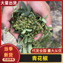 沂蒙山刚下来的鲜青花椒新鲜花椒麻香