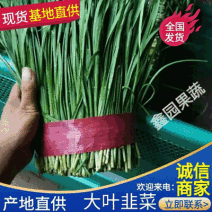 大叶韭菜/山东韭菜/产地大量上货/价格便宜/欢迎来电洽谈