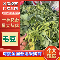 【精品新鲜毛豆】翠绿宝大量供应！产地直供上市中！