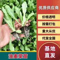 云南油麦菜苗精品油麦菜苗云南基地直供成活率高