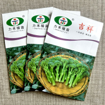 西兰苔种子吉祥杂交芥兰甜软高产1000粒春秋基地用种