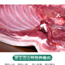 精选藏香猪排脯广东厂家直供质量包证农场养殖全国发货