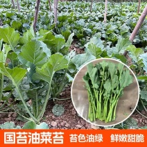 国苔绿油菜苔种子板蓝根绿早熟白菜苔杂交春夏秋播种冬菜种籽