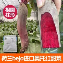 荷兰奥托红甜菜根种子长形紫菜头籽进口四季籽种春季秋冬萝卜