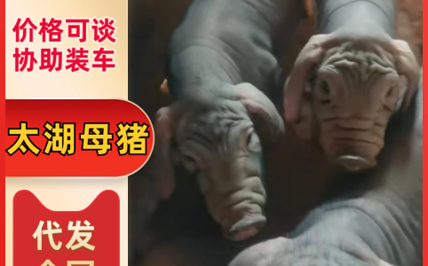 活猪价格行情_今日活猪价格多少钱一斤 _ 一亩田