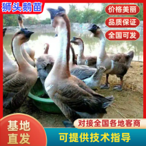 [优选狮头鹅]厂家直供，包运输，包成活率，包技术