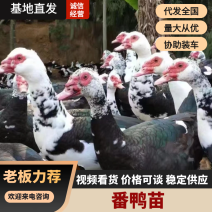 [公司直发]番鸭黑（白），量大从优，包运输，包成活率