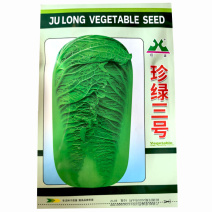 珍绿三号白菜种子深绿色包心紧实结球快新三号大田基地