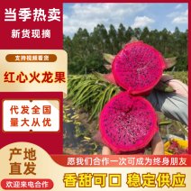 【实力供货】红心火龙果精品火龙果基地直供提供一条龙服务