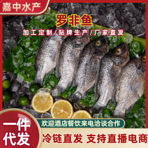 三去罗非鱼8斤36条食堂酒店烧烤商用厂家直供全国可发